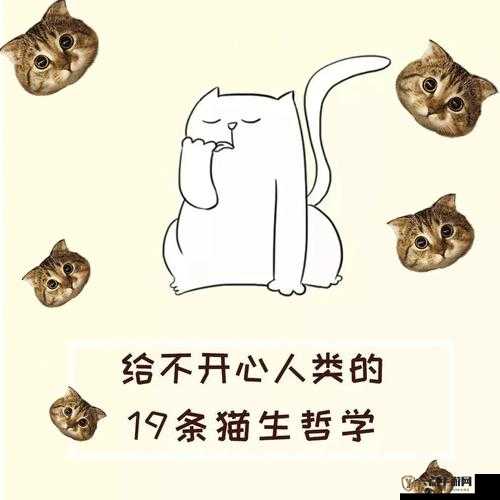 色猫正传：它的故事为何让人如此着迷